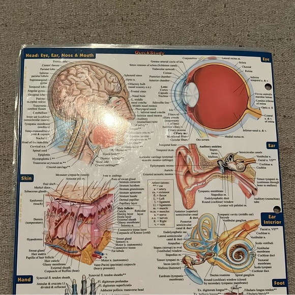 Anatomy Study Guide - Picture 3 of 4